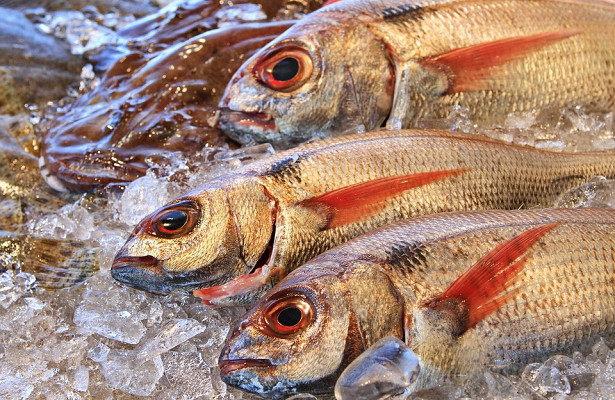 Пангасиус, кафельник, сом: в какой рыбе вреда больше, чем пользы?