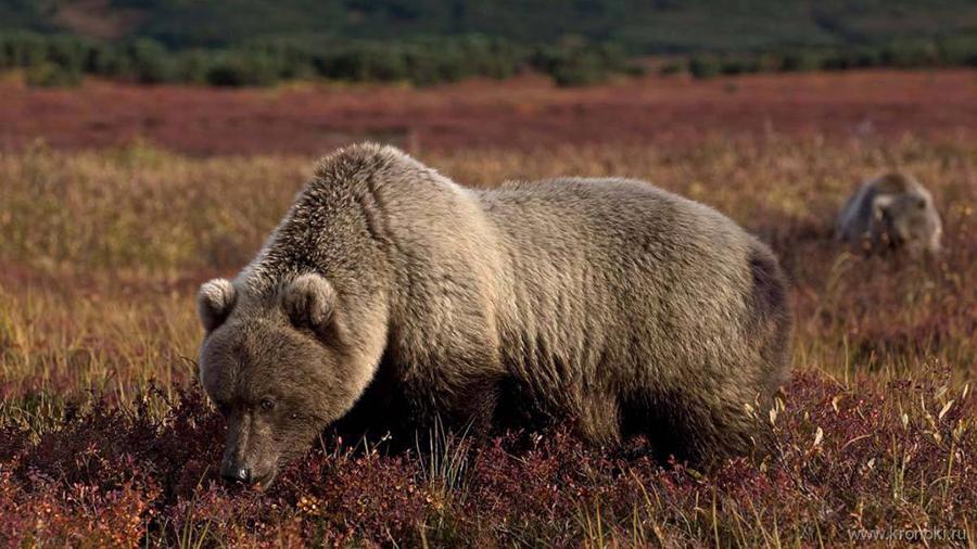 Выживаем на природе: как вести себя при встрече с медведем