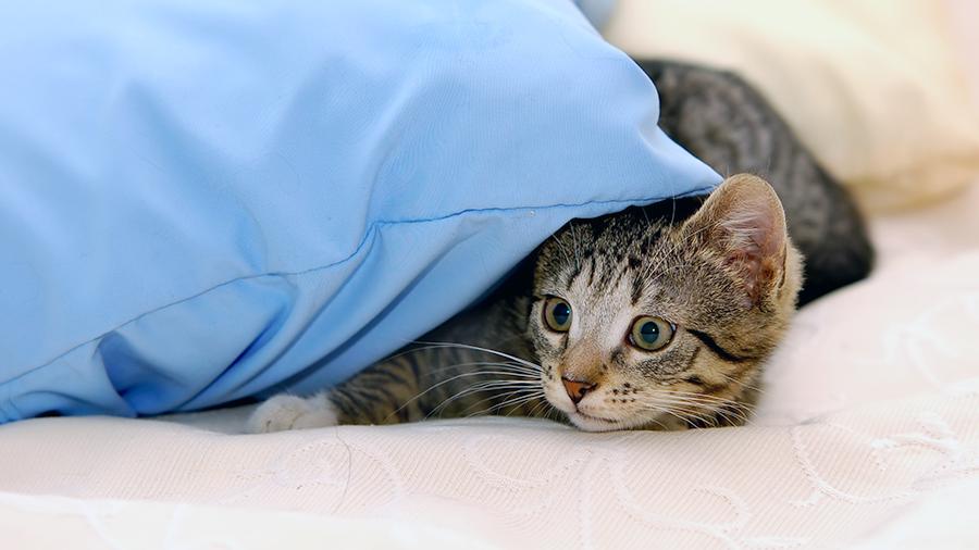 Медики рассказали об опасности сна в постели с кошкой