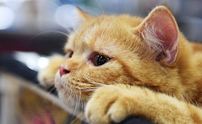 Мистер кот тобой недоволен: врачи рассказали о причинах аллергии на животных