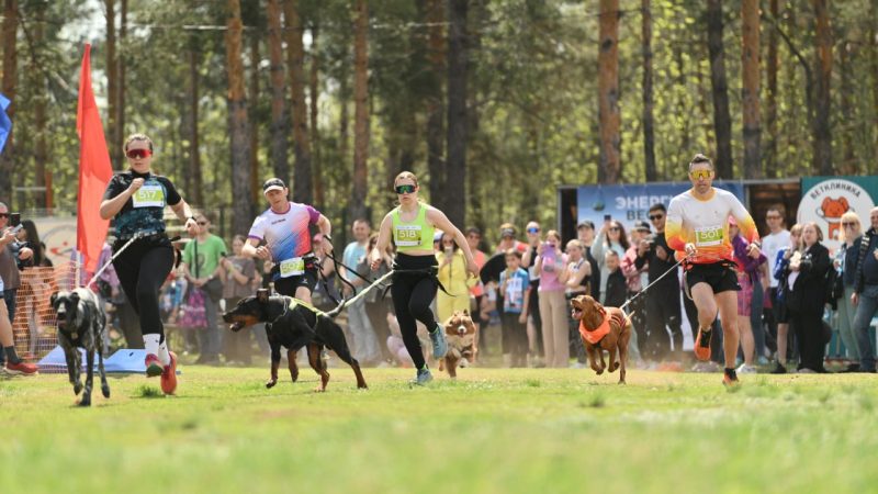 Беги за собакой: в Оренбурге прошел каникросс