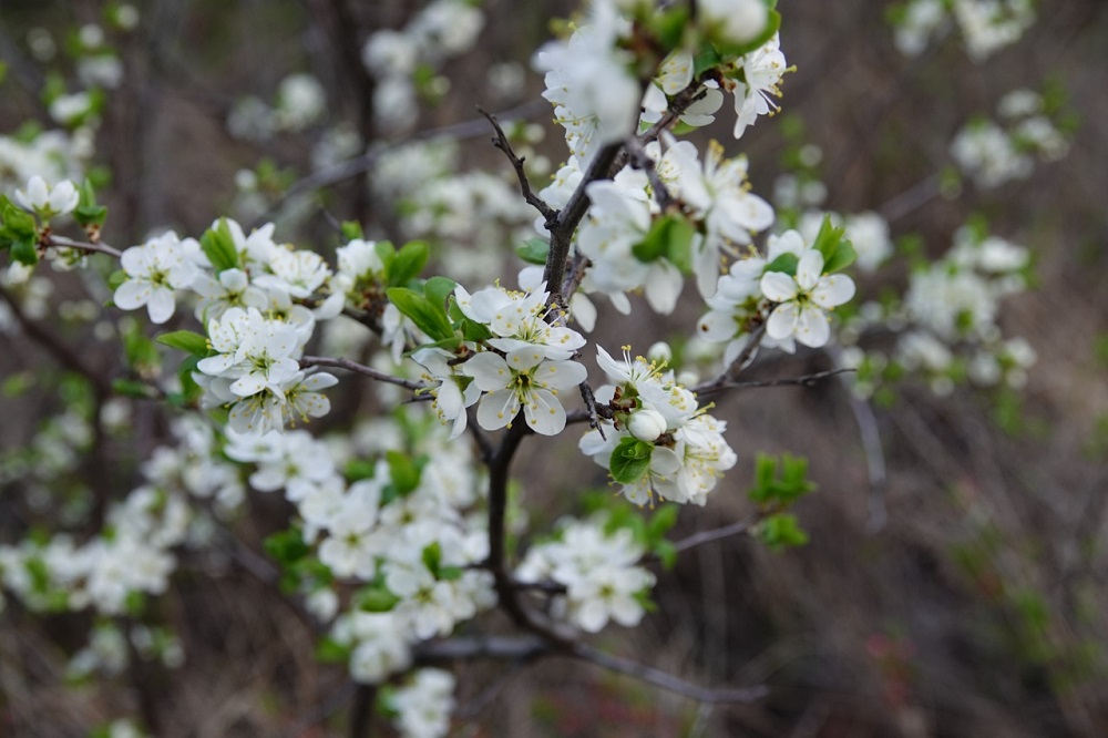 Без сюрпризов. Прогноз погоды на май в Оренбуржье