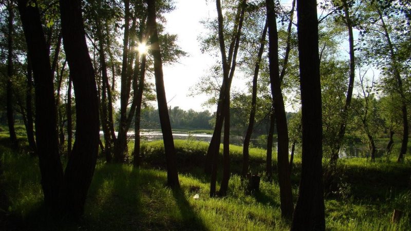 Лыжи, тропинки и каток. Зауральную рощу в Оренбурге будут реконструировать несколько лет